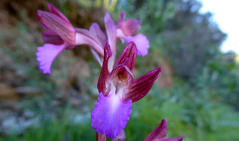 Anacamptis papilionacea ( e Anacamptis x gennarii)